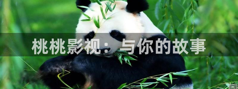 桃桃影视：与你的故事
